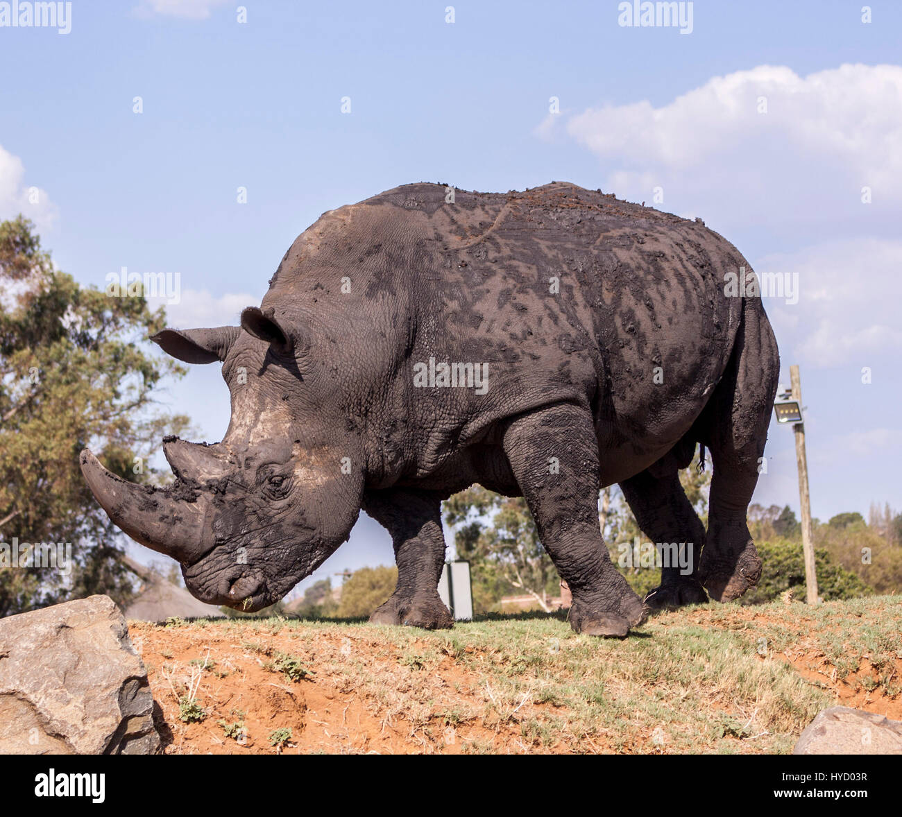 Breitmaulnashorn in Süd-Afrika Stockfoto