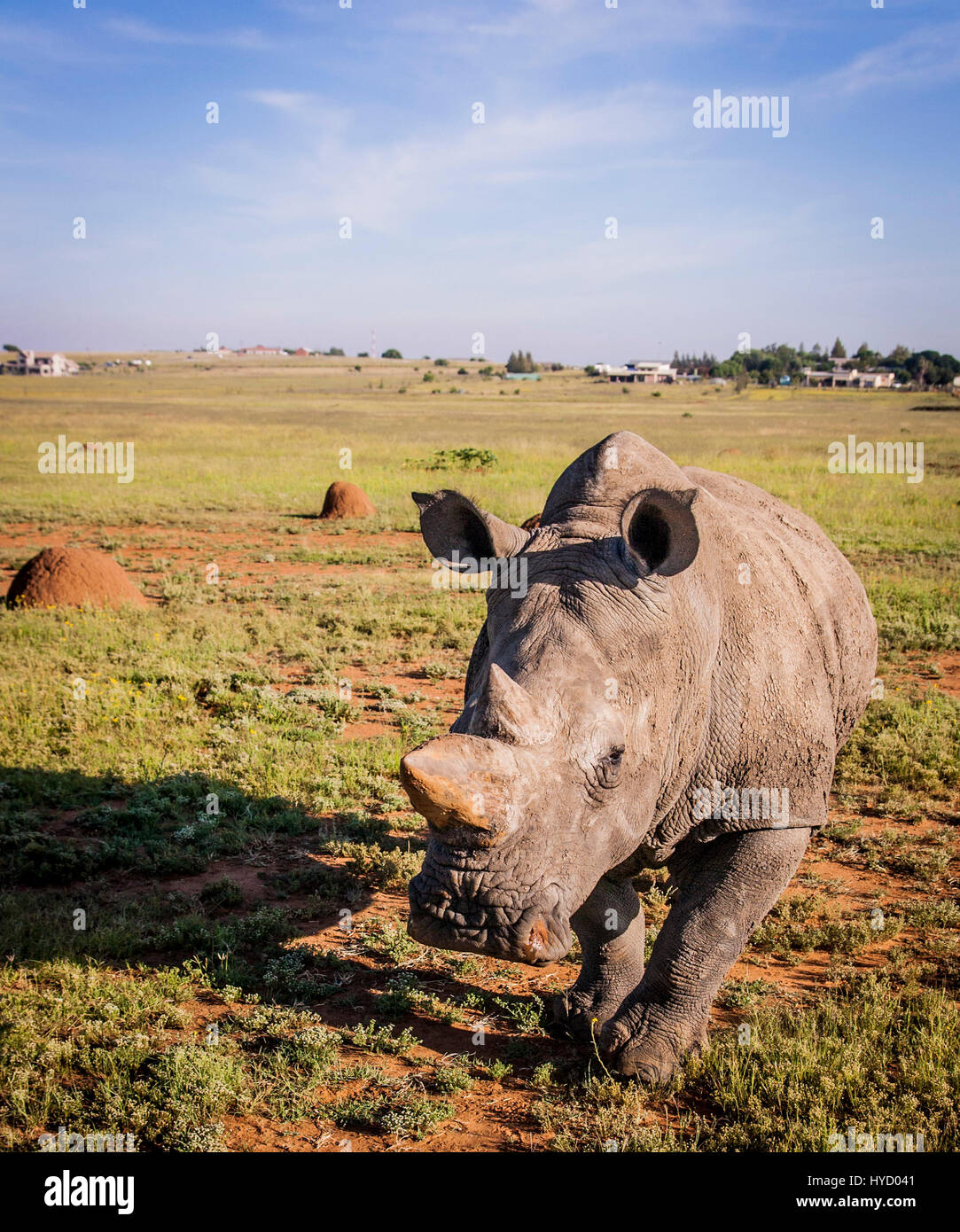 Breitmaulnashorn in Süd-Afrika Stockfoto