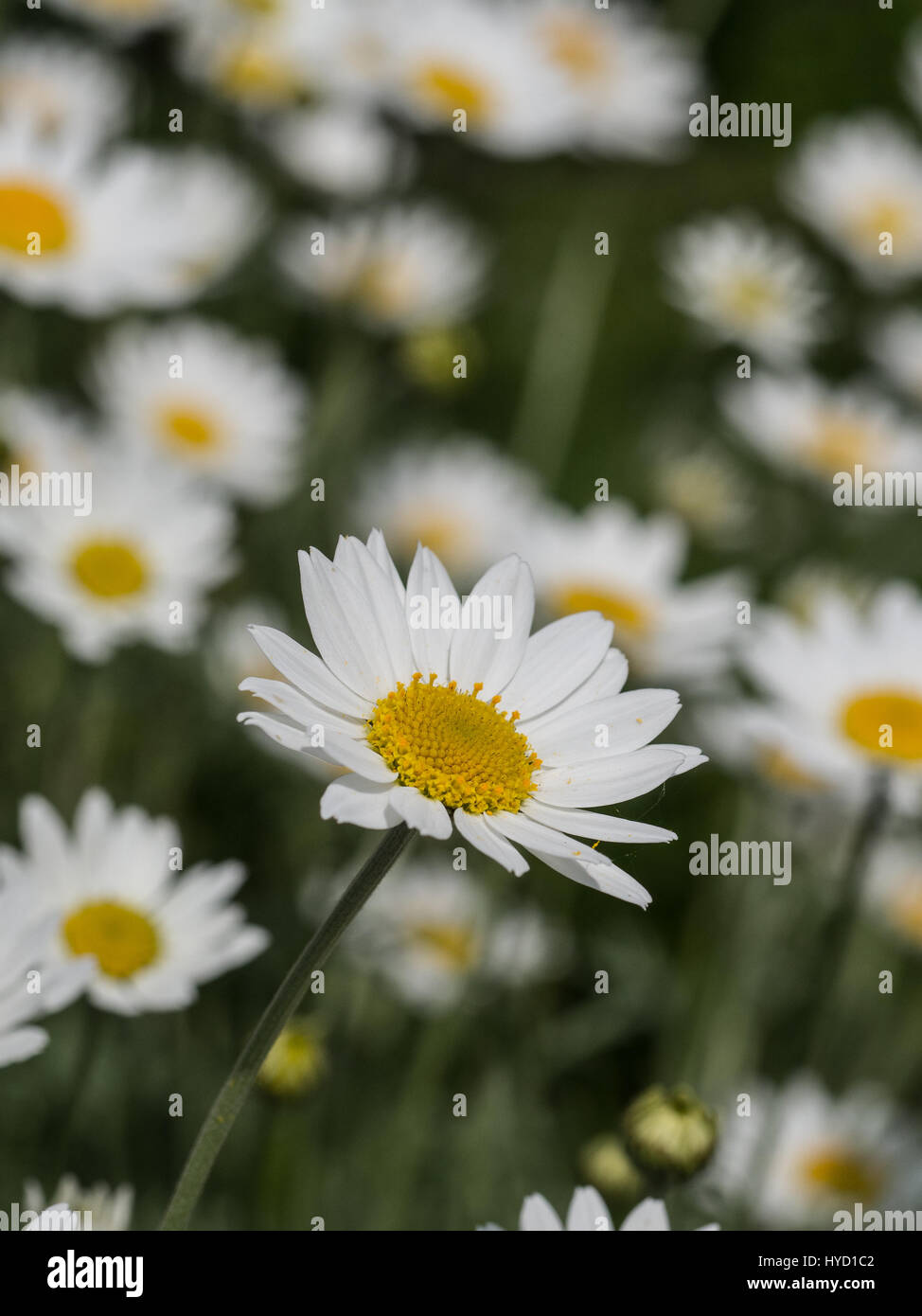 Nahaufnahme einer einzelnen Anthemis Trommler Cupaniana Blume Stockfoto