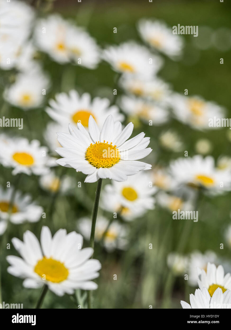 Nahaufnahme einer einzelnen Anthemis Trommler Cupaniana Blume Stockfoto