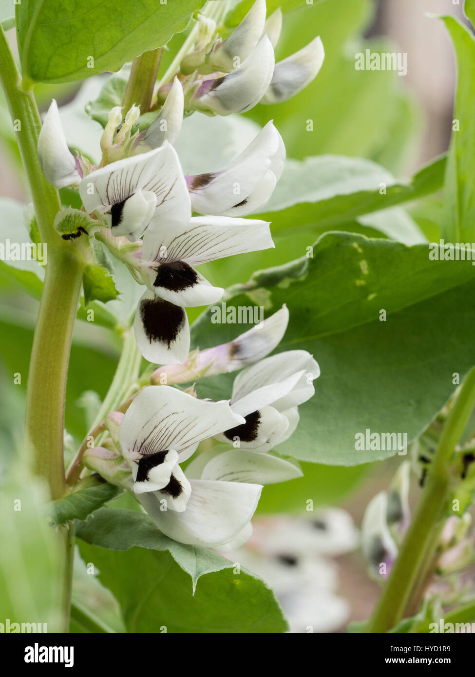 Nahaufnahme von Saubohne Blumen Stockfoto