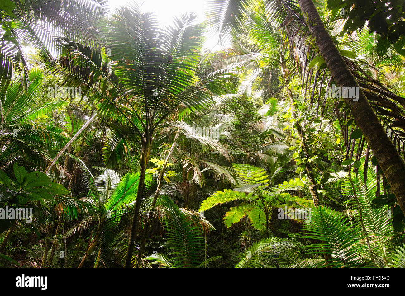Puerto Rico, El Yunque National Forest, Grüne Pflanzen Stockfoto