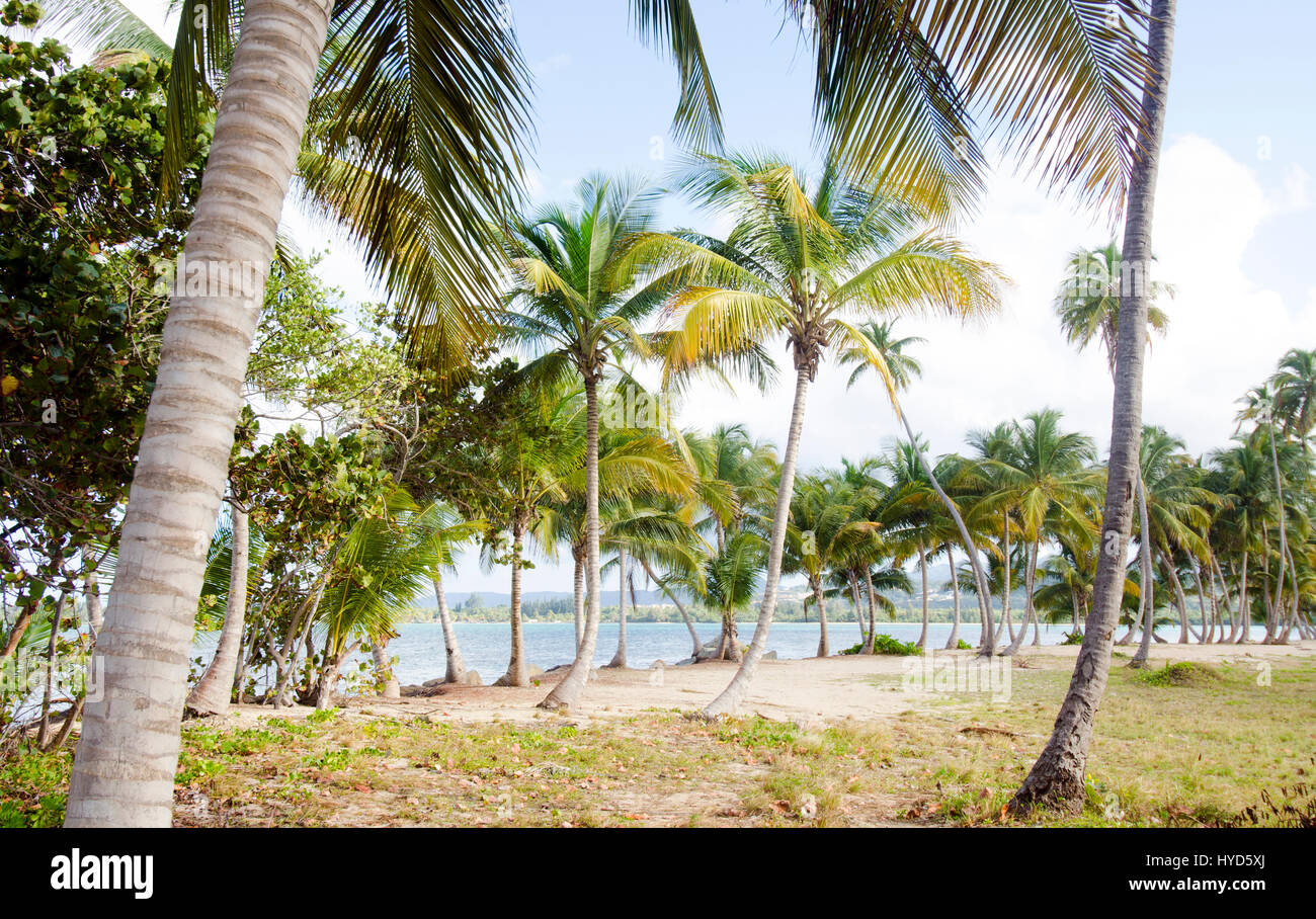 Puerto Rico, Rio Grande, Palmen am Strand Stockfoto