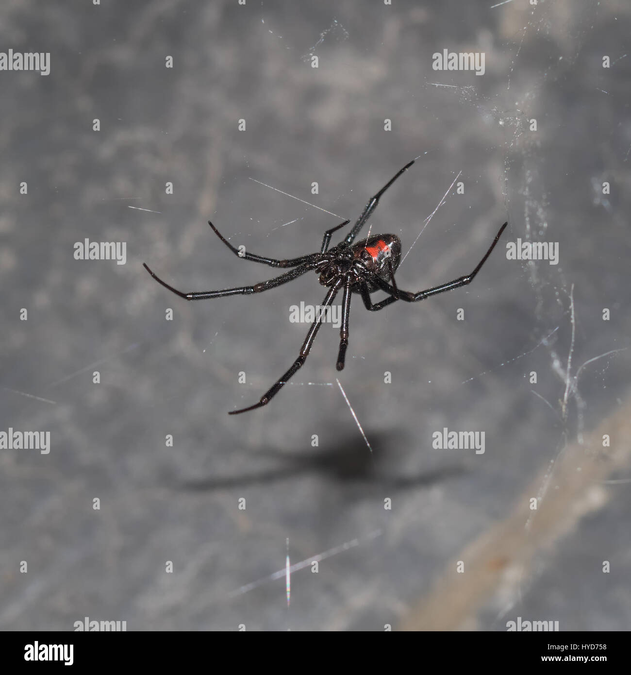 Schwarze Witwen, eine weitgehend missverstanden und harmlose Kreatur, beißen nicht, es sei denn über die Länge ihres Körpers gequetscht. Sie sind natürliche Schädlingsbekämpfung. Stockfoto