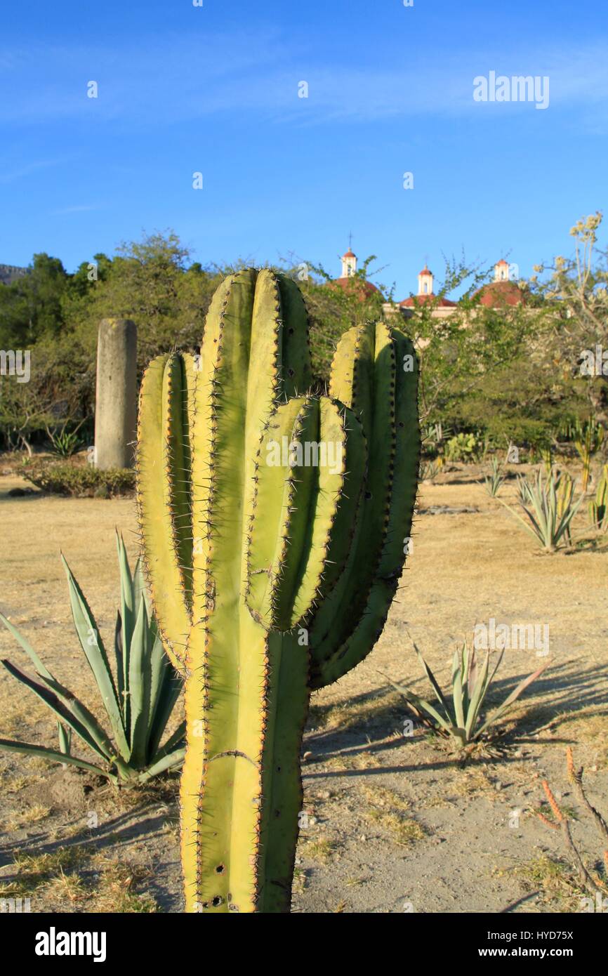 Mexikanischen Wüste Kaktus, Mitla Ruinen, Oaxaca, Mexiko Stockfoto