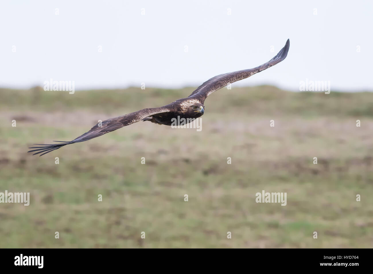 Einem herrlichen goldenen Adler fliegt auf der anderen Straßenseite sie für Erdhörnchen in Nordkalifornien Grasland jagt. Stockfoto