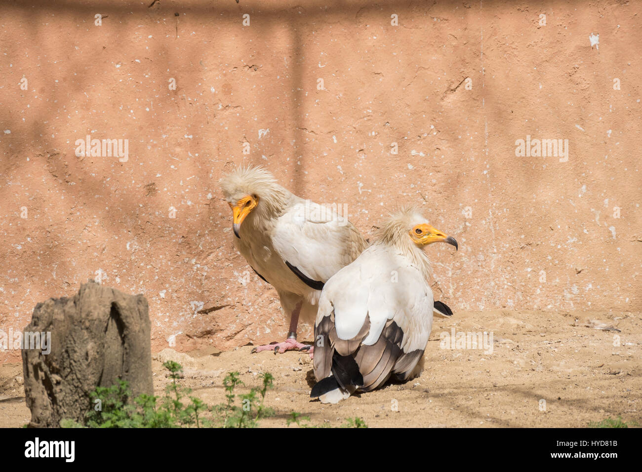 Neophron Percnopterus, Schmutzgeier Stockfoto