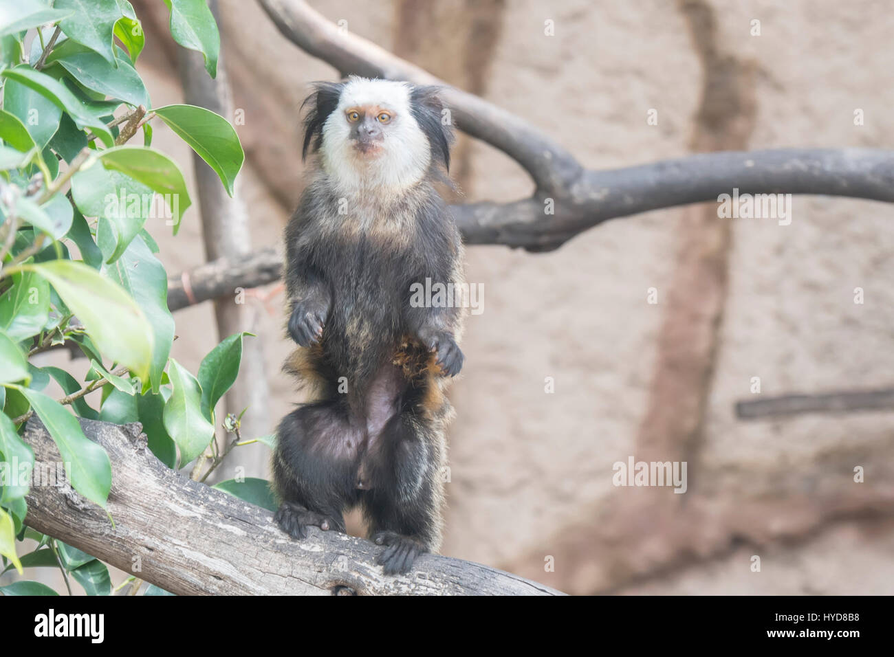 Callithrix Geoffroyi, Titi de Geoffroy Stockfoto