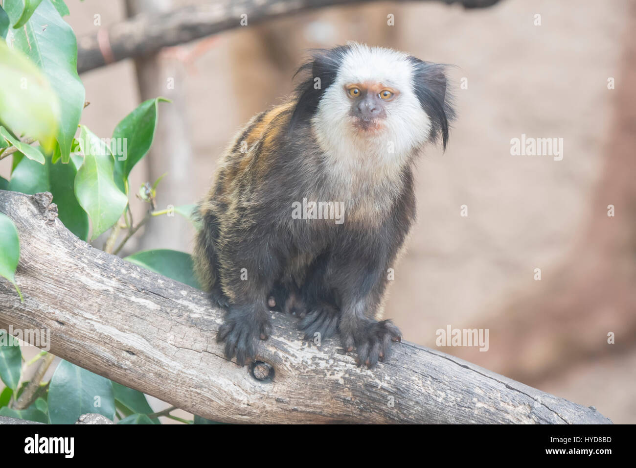 Callithrix Geoffroyi, Titi de Geoffroy Stockfoto