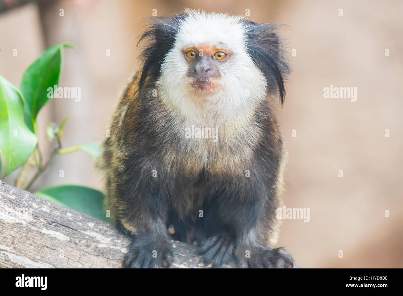 Callithrix Geoffroyi, Titi de Geoffroy Stockfoto