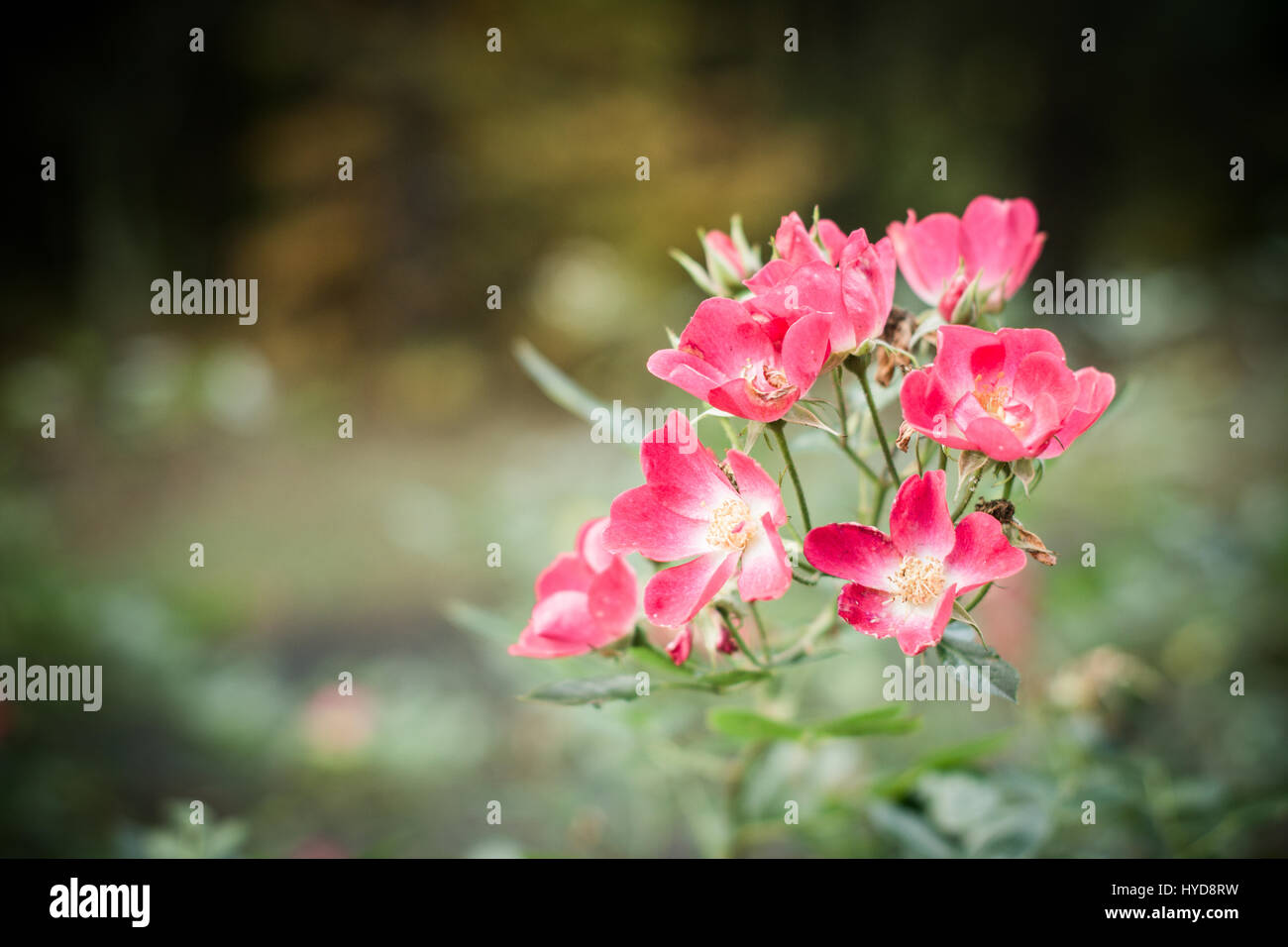 Schöne rosa Blüten in Belfast Park. Stockfoto