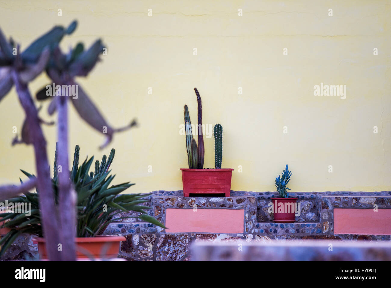 Kaktus Haus Blumendekoration auf Balkon Stockfoto
