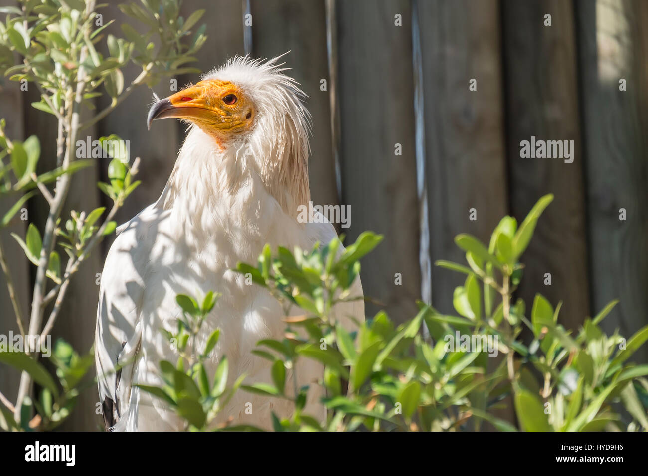 Alimoche auf dem Ast eines Baumes, Neophron Precnopterus