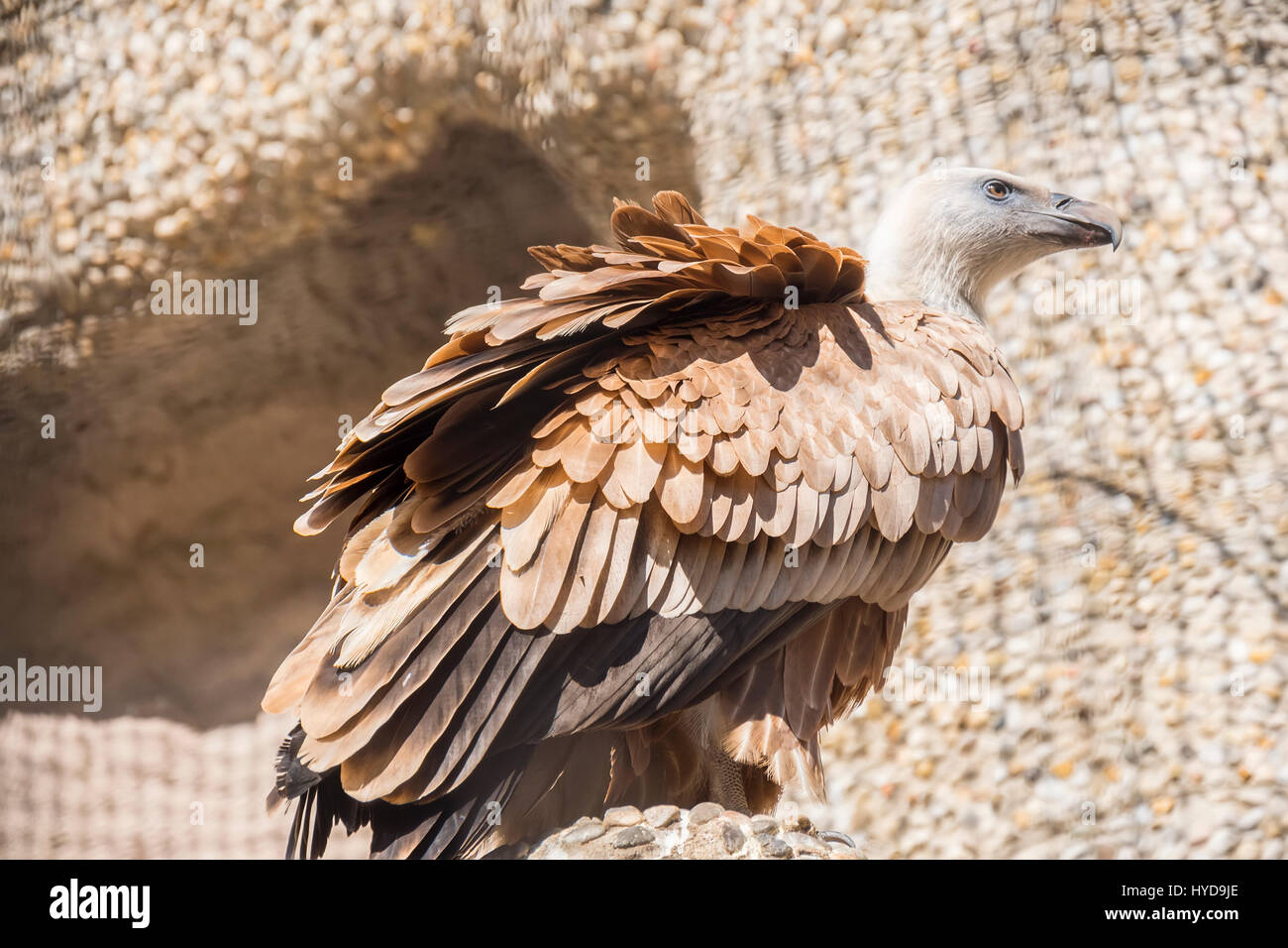 Closeup Portrait der Gänsegeier, abgeschottet Fulvus Stockfoto