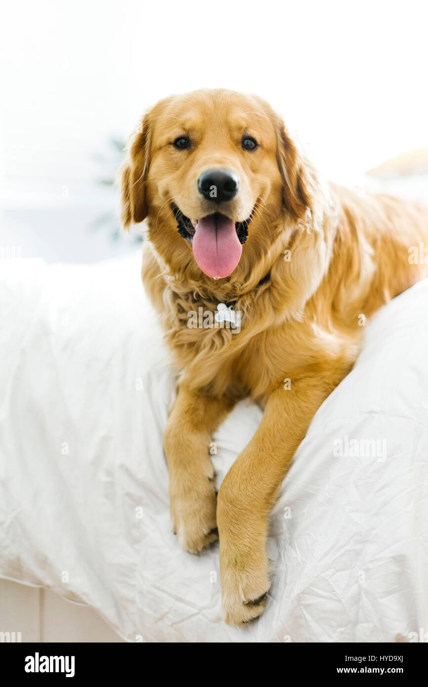Porträt des Hundes im Bett Stockfoto