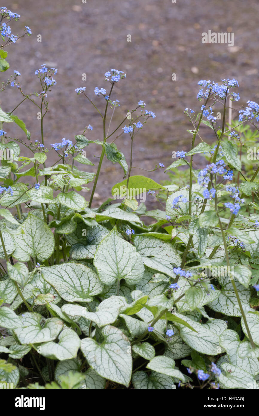 Versilbert Laub und blaue Frühlingsblumen von der winterharte