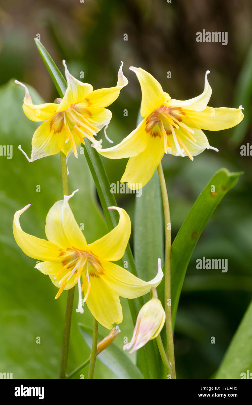 Gelbe Frühlingsblumen winterharte hybride Forelle Lilie, Erythronium 'Kondo' Stockfoto