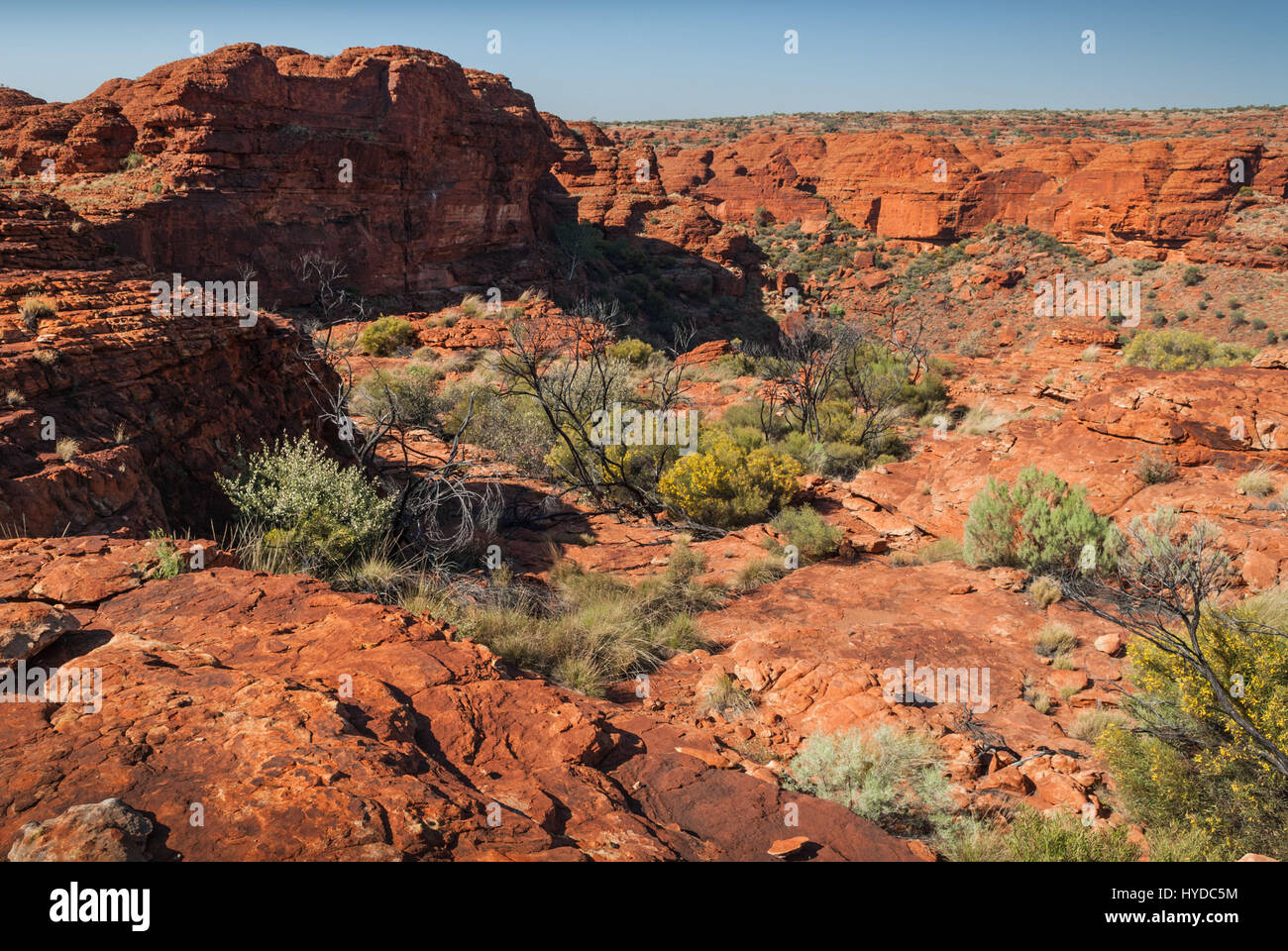 Rostige roten Felsen und Scortched Pflanzen an der Spitze des Kings Canyon in den australischen Northern Territories. Stockfoto