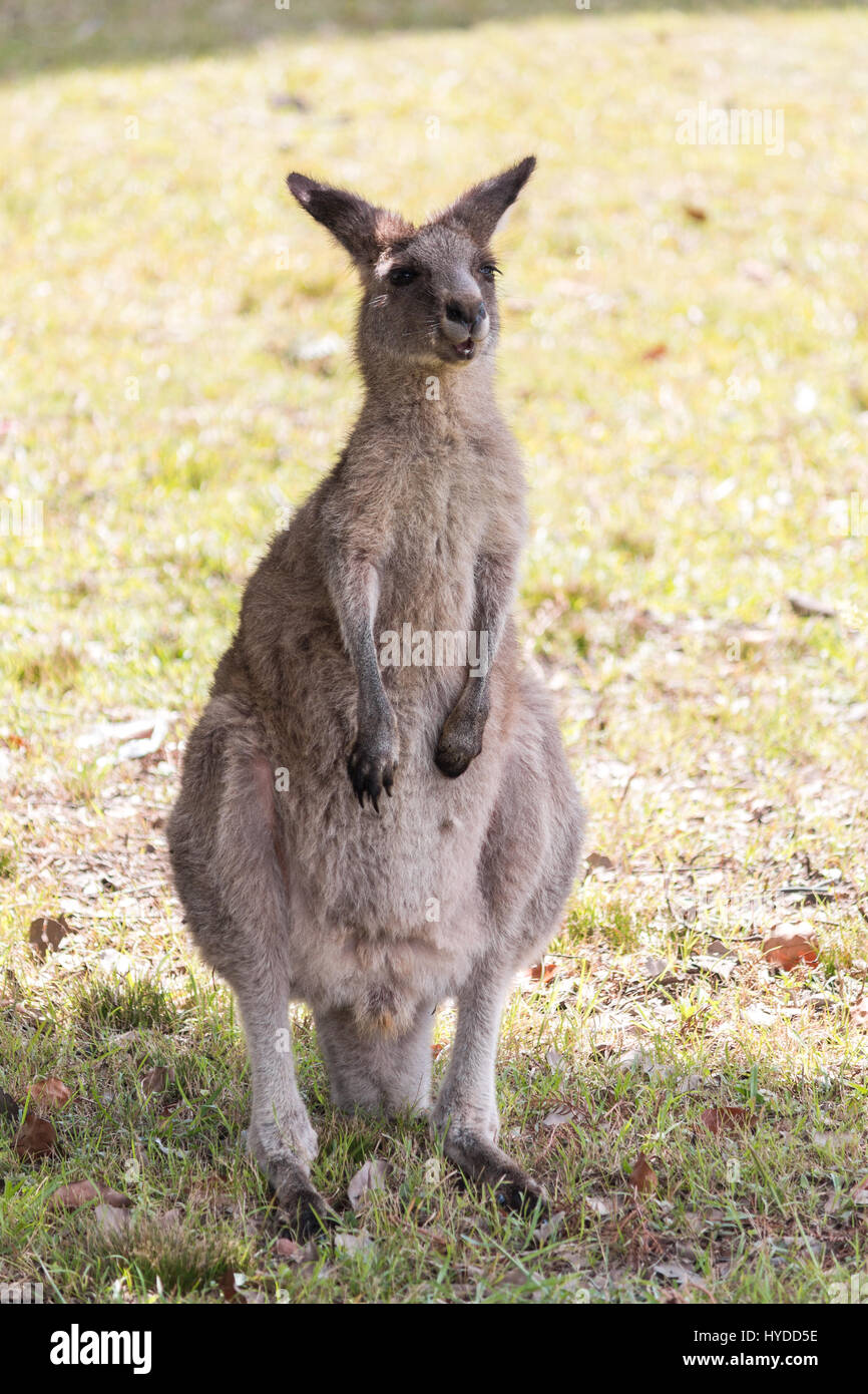 Ein Kängurus in Australien herumstehen Stockfoto