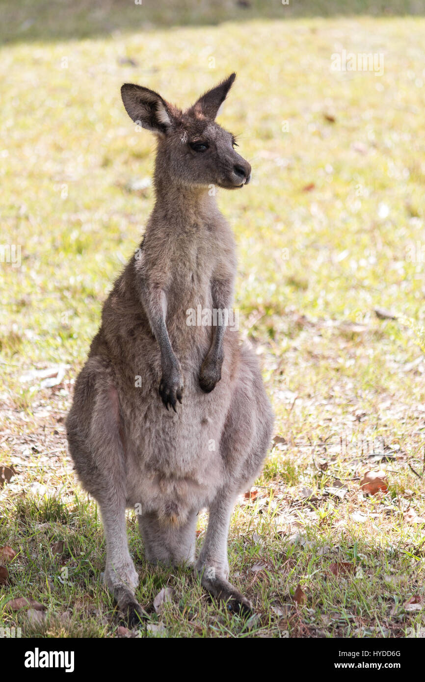 Ein Kängurus in Australien herumstehen Stockfoto