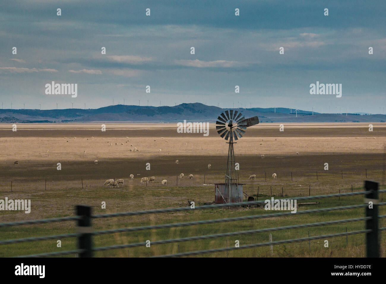 Schafe weiden an einer Windmühle am Lake George, Australien Stockfoto