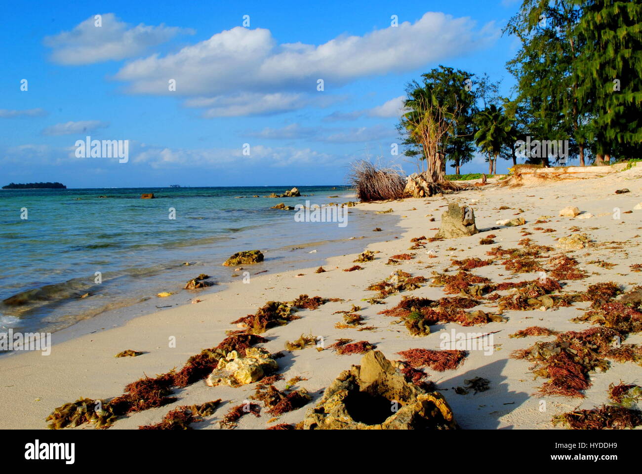 MicroStrand, Saipan Algen angespült am weißen Sand Ufer des Micro