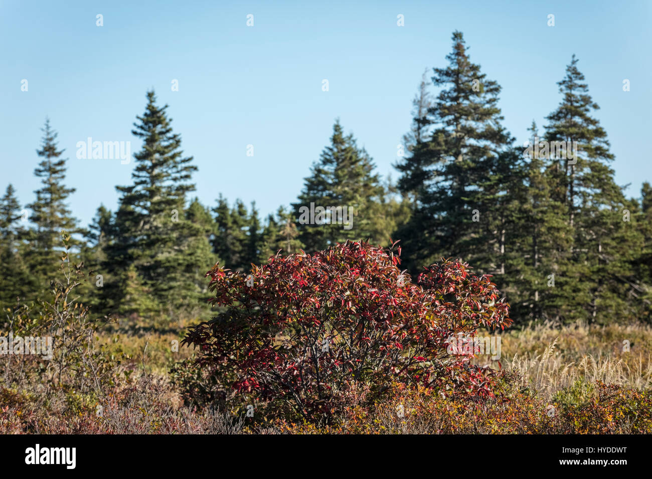 Bäume und Sträucher in Neufundland Kanada im Herbst mit wunderbaren Farben Stockfoto