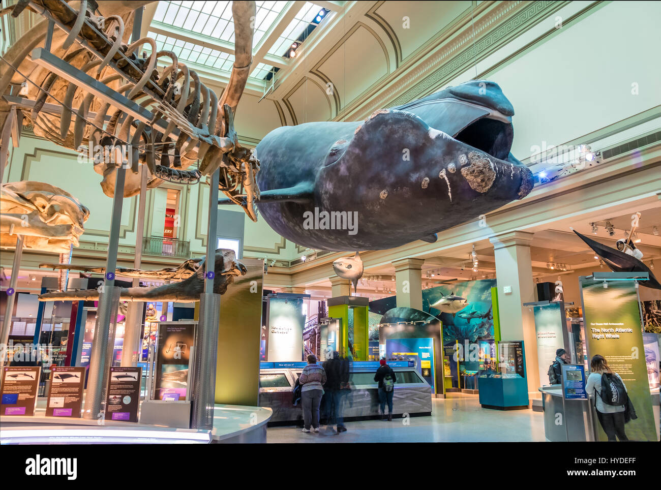 Wal-Modell am Ozean Hall von The National Natural History Museum von der Smithsonian Institution, Washington, D.C., USA Stockfoto