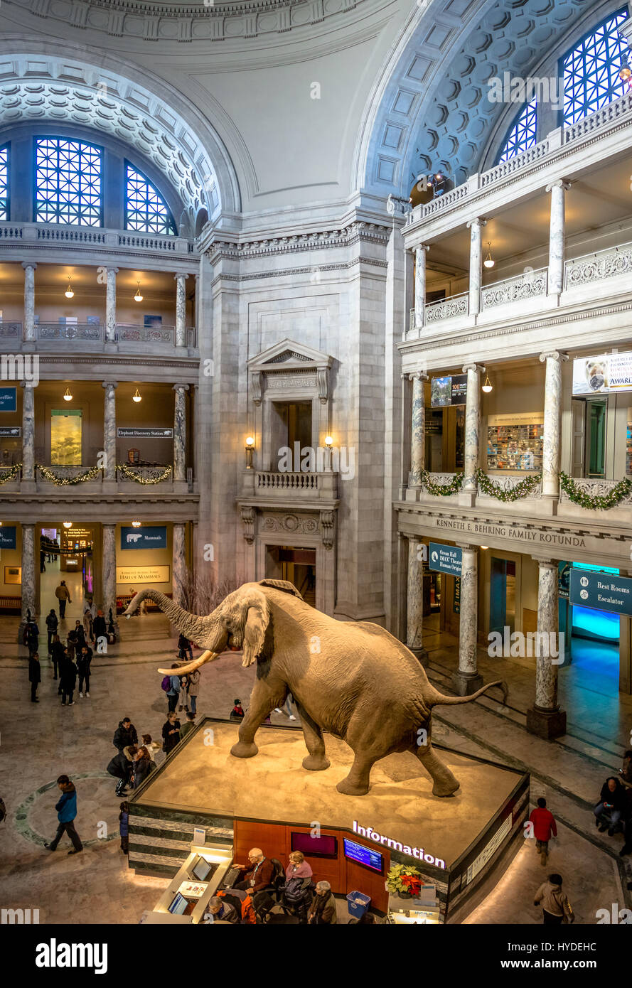 Innere des das nationale Museum für Naturkunde von der Smithsonian Institution, Washington, D.C., USA Stockfoto