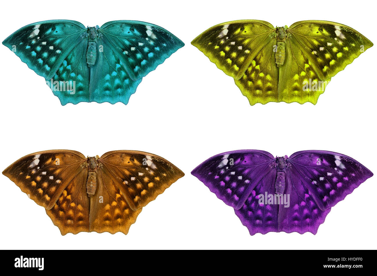 Schöne Farbe Schmetterling isoliert auf weißem Hintergrund Stockfoto