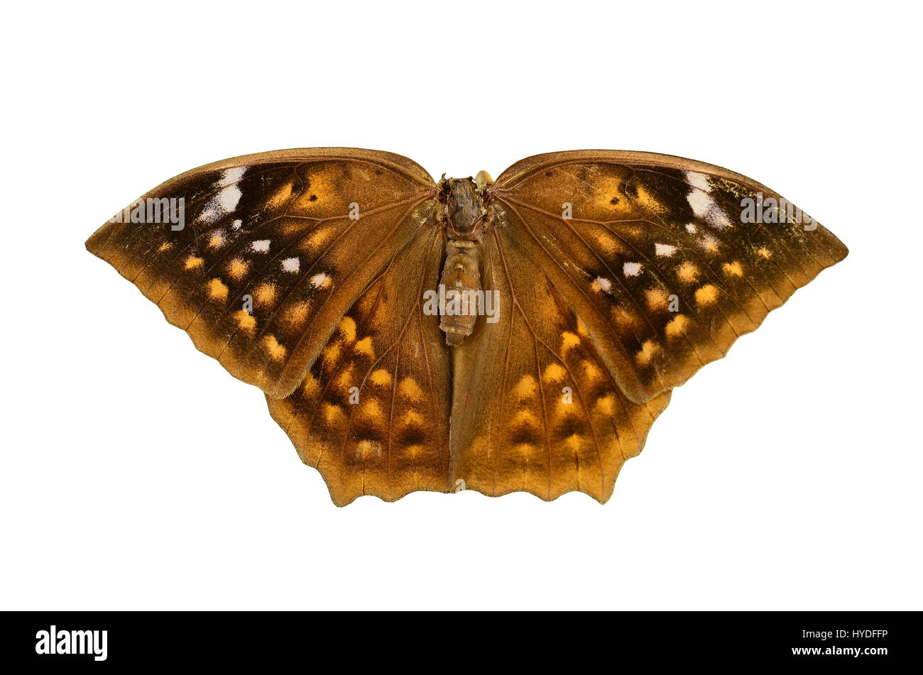 Butiful Brown Schmetterling isoliert auf weißem Hintergrund Stockfoto