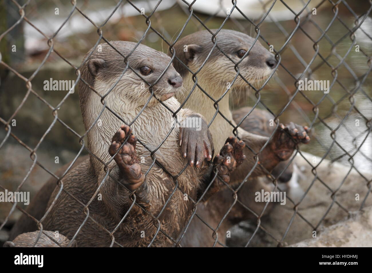 Glatt beschichtet Otter in Gefangenschaft, Phnom Tamao Wildlife Rescue Center, Takeo Province, Kambodscha. Kredit: Kraig Lieb Stockfoto