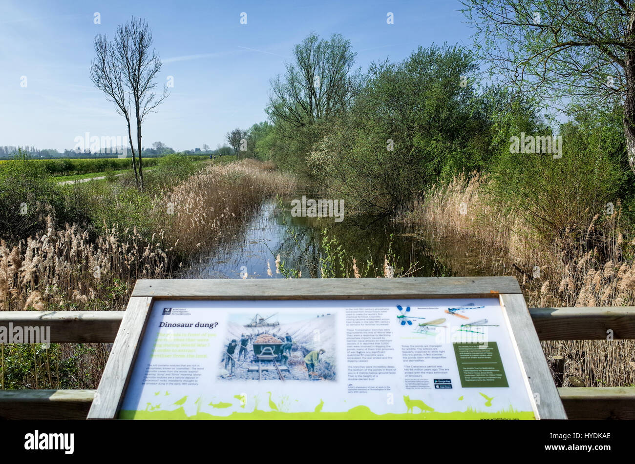 Phospate Trench in Trumpington, Cambridgeshire, gegraben von Kriegsgefangenen während des ersten Weltkriegs zu Koprolithen reich an Phosphaten, mir jetzt überlassen Natur. Stockfoto