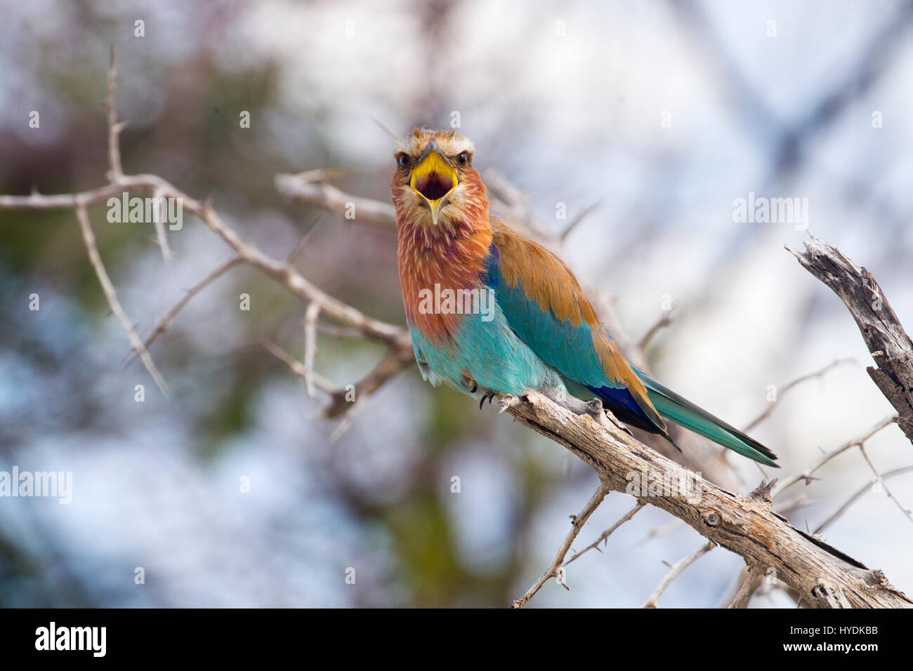 Lilac Breasted Roller Coraclas Caudat Masi Mara Kenia in Ostafrika August Stockfoto