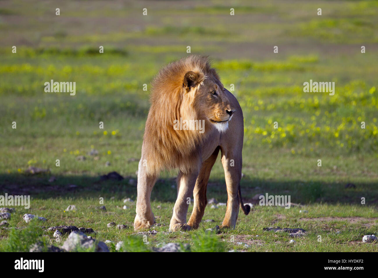 Männlicher Löwe zu Fuß Stockfoto