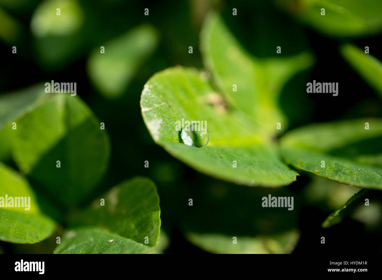 Kleeblätter auf den Garten. Es gibt Wassertropfen auf dem Blatt. Stockfoto