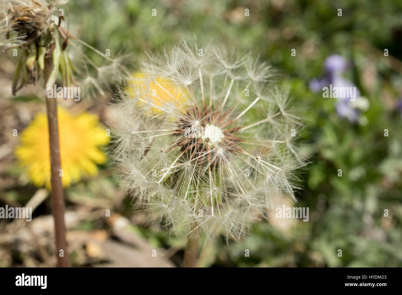 Löwenzahn Sporen im Feld Frühling Stockfoto