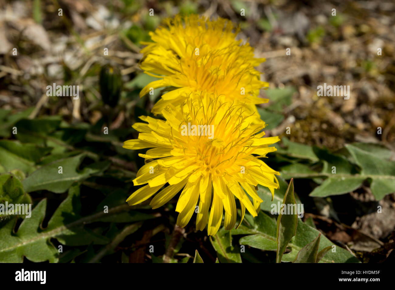 Löwenzahn ist schön voll blühen auf den Garten. Stockfoto