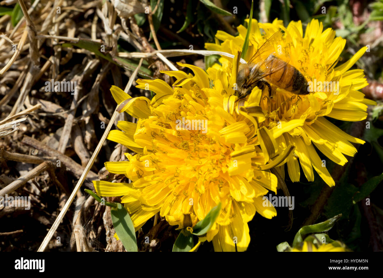 Löwenzahn ist wunderschön blühen auf den Garten und eine Biene isst den Honig aus der Blume. Stockfoto