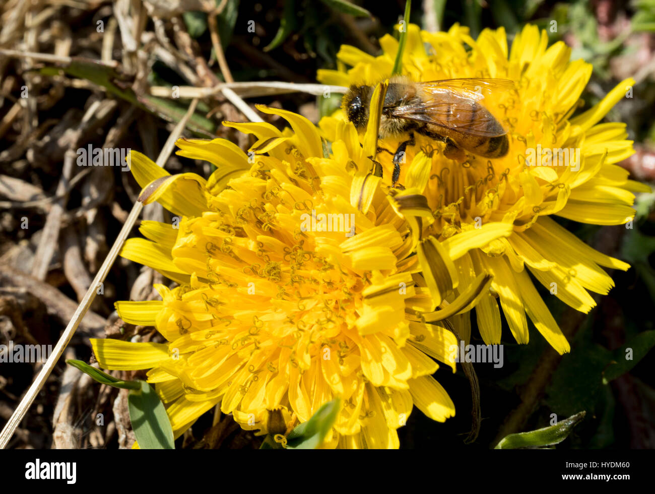 Löwenzahn ist wunderschön blühen auf den Garten und eine Biene isst den Honig aus der Blume. Stockfoto