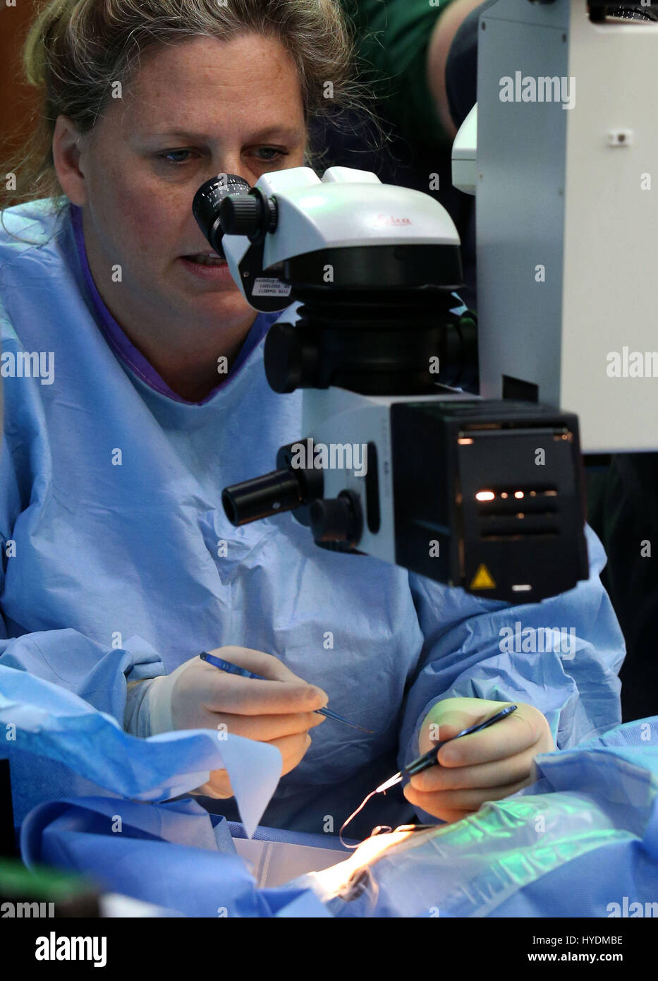 Augenärztin Claudia Hartley während einer Operation zur Linsenabsauung am rechten Auge von Bella, dem kalifornischen Seelöwen. Foto vom 27/02/17 Stockfoto