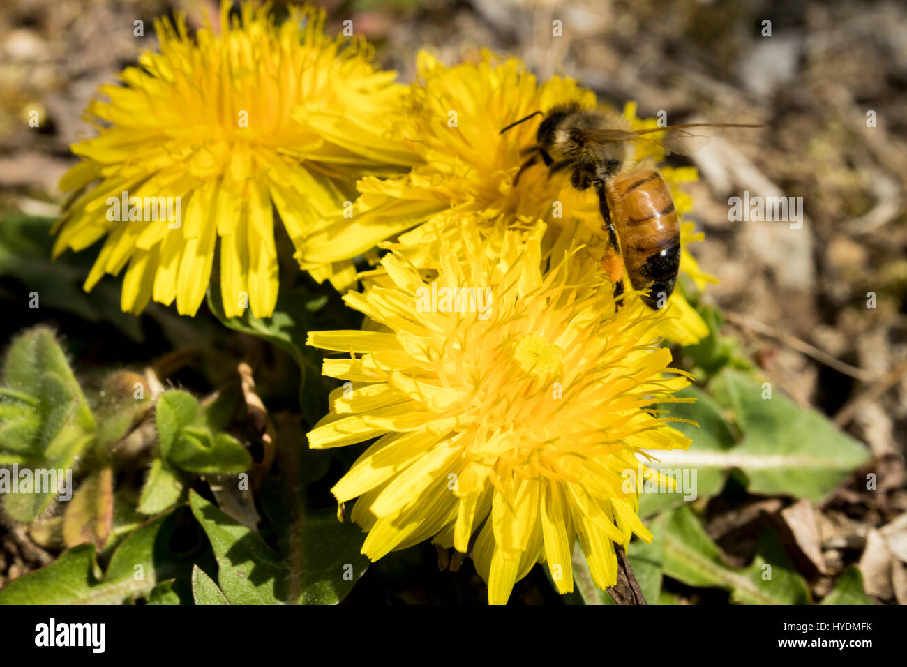 Löwenzahn ist wunderschön blühen auf den Garten und eine Biene isst den Honig aus der Blume. Stockfoto