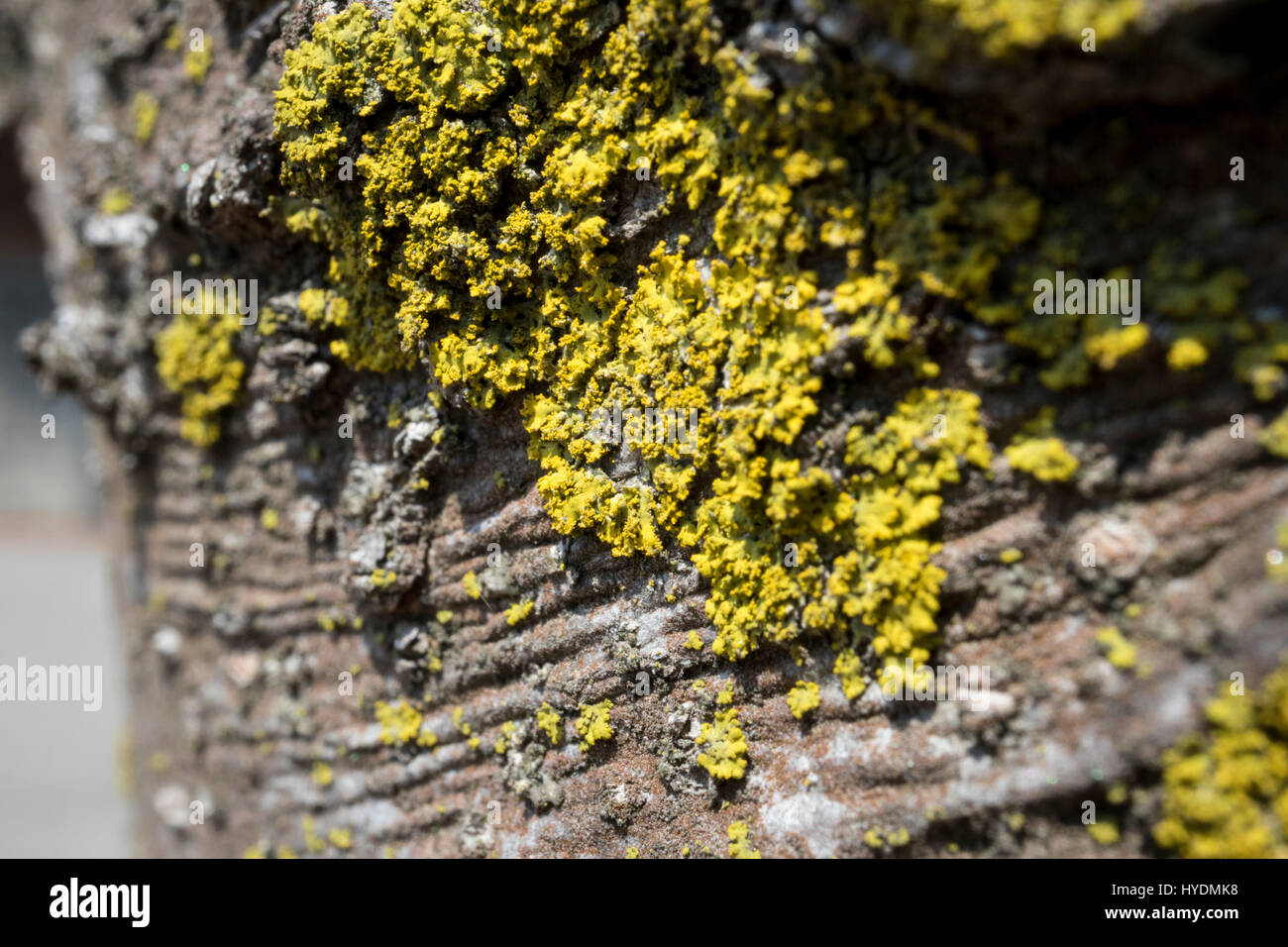 ein Baum ist mit Flechten bedeckt. gelber Moos wächst auf dem Baum. Stockfoto