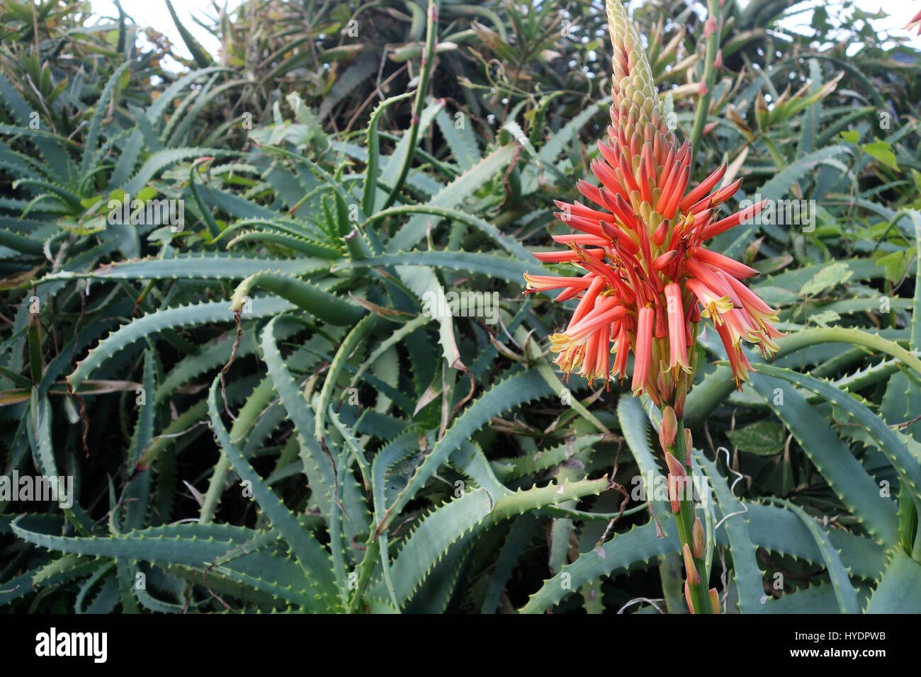 Schne Kakteen der Aloe Vera und ihren leuchtenden orangefarbenen Blten  Linie die lebhaften Kste Stockfotografie - Alamy