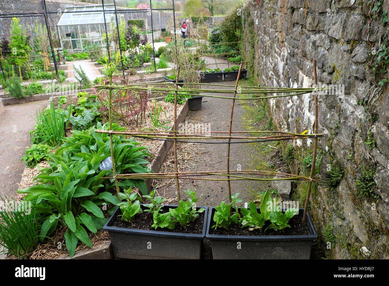 Beinwell Pflanzen in Hochbeeten, Stroh Mulch & Willow Zweig Struktur Frame-Unterstützung bei der National Botanic Garden of Wales Carmarthen UK KATHY DEWITT Stockfoto