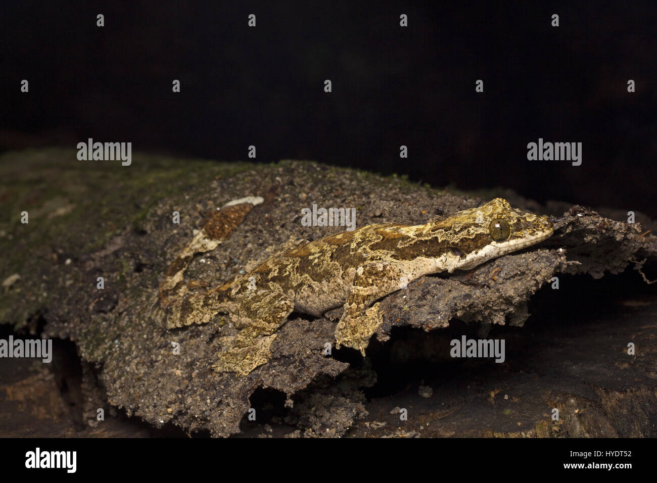 Kuhl fliegen Gecko Stockfoto