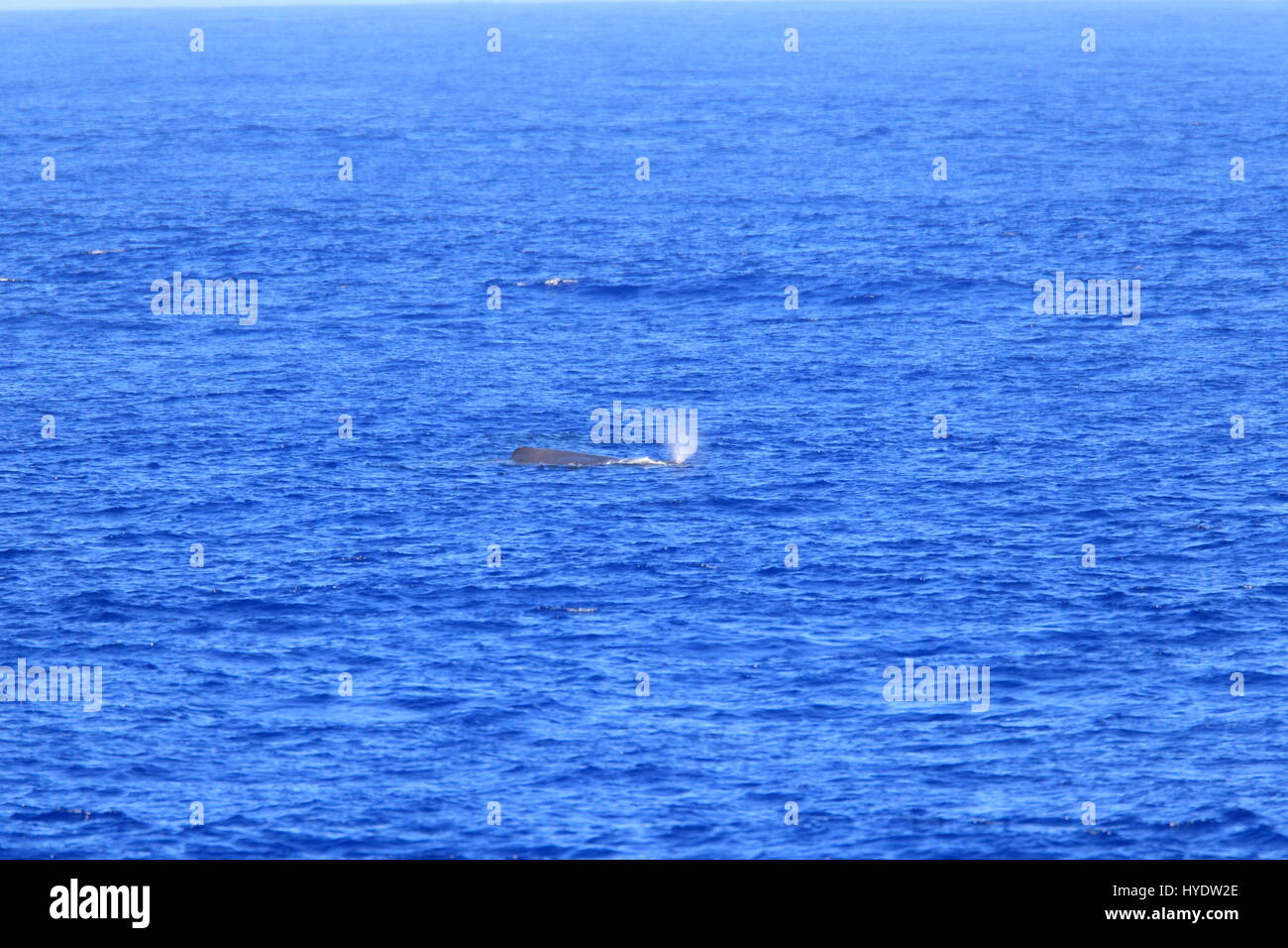 Pottwal Physeter Macrocephalus Linnaeus In Japan Stockfotografie Alamy pottwal-physeter-macrocephalus-linnaeus-in-japan-stockfotografie-alamy