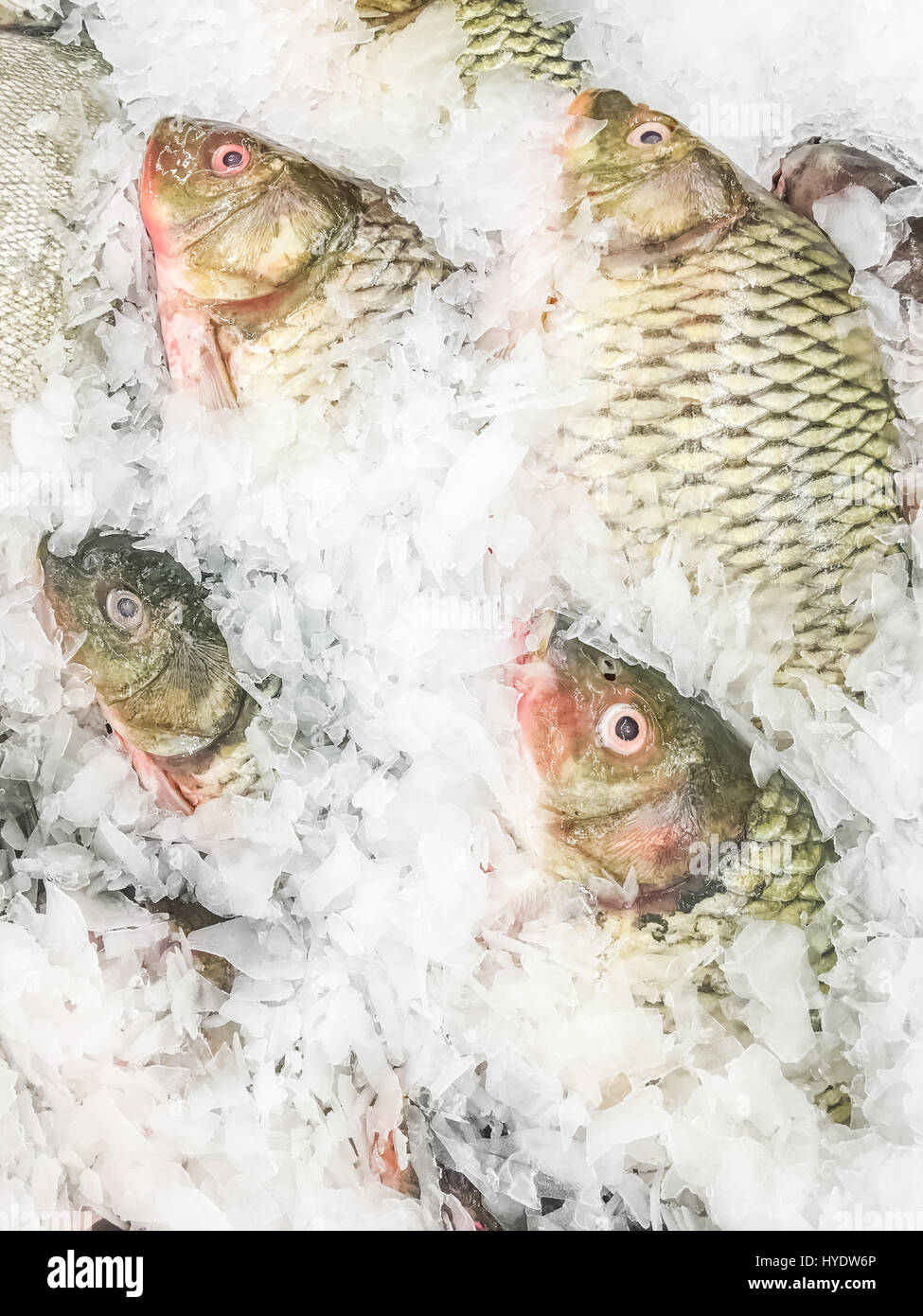 Gemeinsamen Karpfen Fisch frisch im Eis auf Markt zu verkaufen. Stockfoto