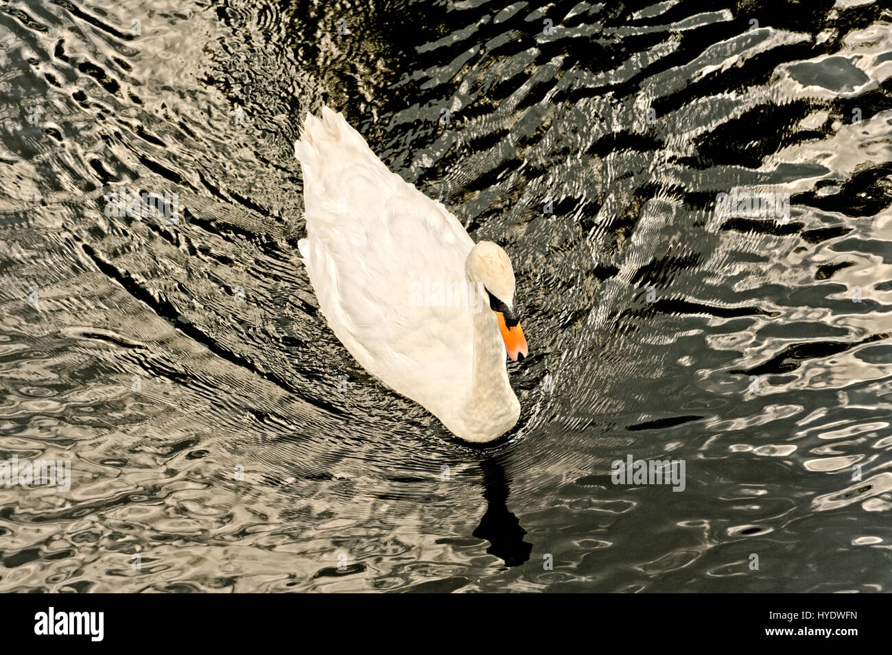 Schwan Stockfoto