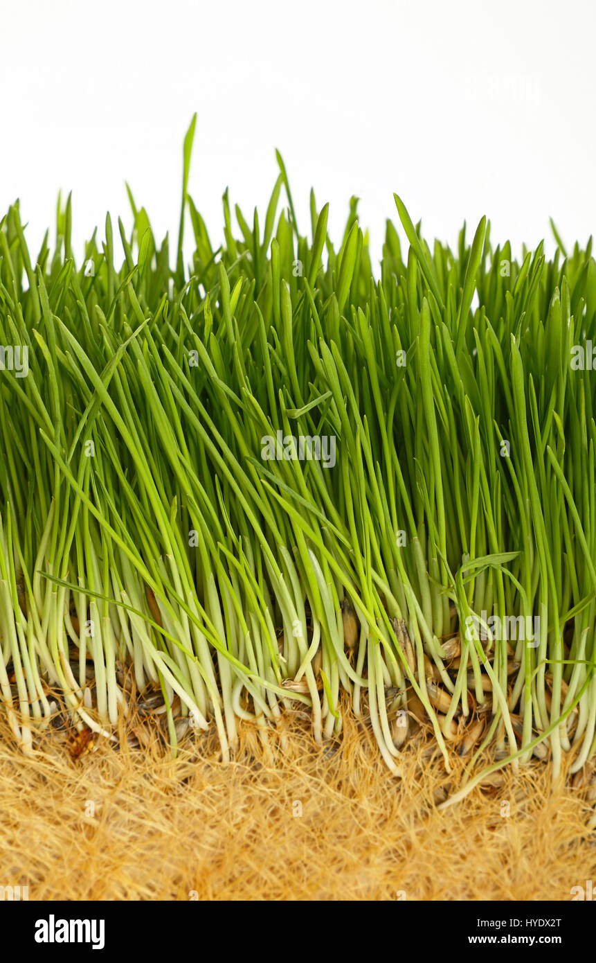 Frühling frischen grünen Rasen Wachstumsstruktur mit Wurzeln, hautnah auf weißem Hintergrund, niedrige Winkel Ansicht Stockfoto